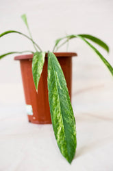 Anthurium vittariifolium variegata